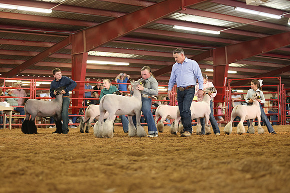 Lamb Show-23