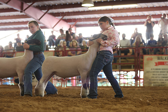 Lamb Show-102