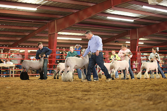 Lamb Show-22