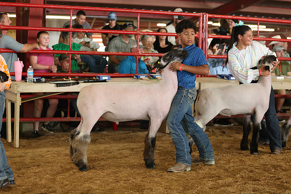 Lamb Show-125