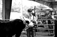 2026 Southern Showcase- Open Bull Show