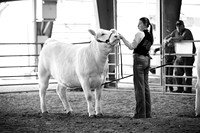 High Steaks Jackpot- Heifer Showmanship