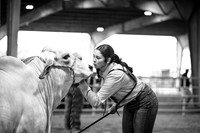 High Steaks Jackpot- Heifer Show