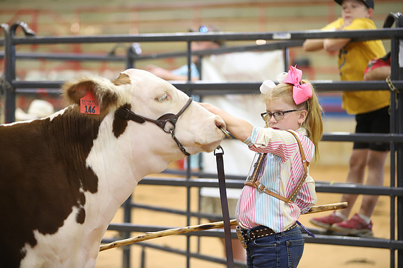East Texas State Fair - Steer Show-009