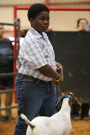 East Texas State Fair - Goat Showmanship-091