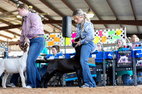ACF 2026- GOAT SHOW
