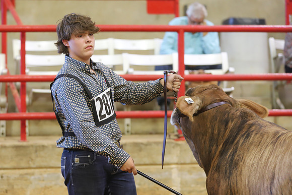 East Texas State Fair - Steer Show-018