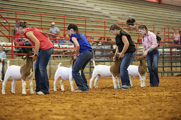 East Texas State Fair - Goat Showmanship-060