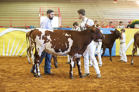 East Texas State Fair - Dairy Show-251