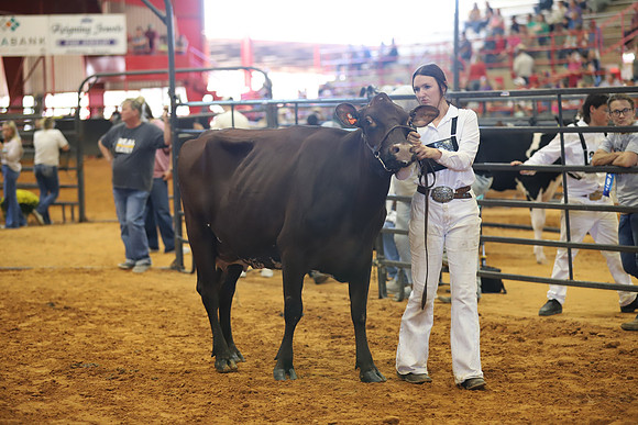 East Texas State Fair - Dairy Show-043