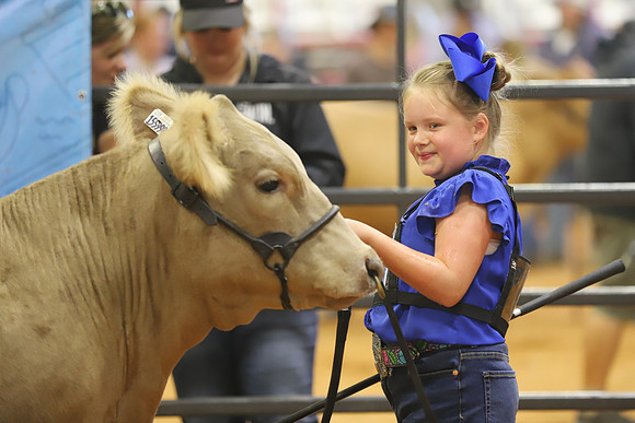 East Texas State Fair - Steer Show-049