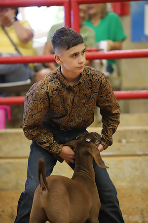 East Texas State Fair - Goat Show-120
