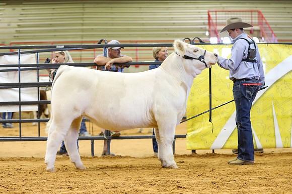East Texas State Fair - Steer Show-056
