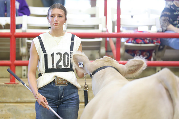 East Texas State Fair - Steer Show-045