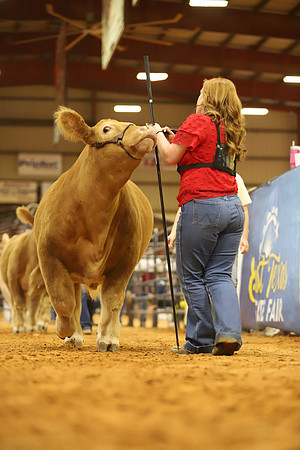 East Texas State Fair - Steer Show-026