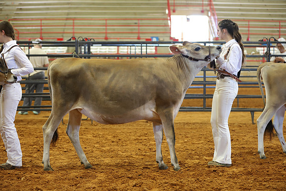 East Texas State Fair - Dairy Show-100
