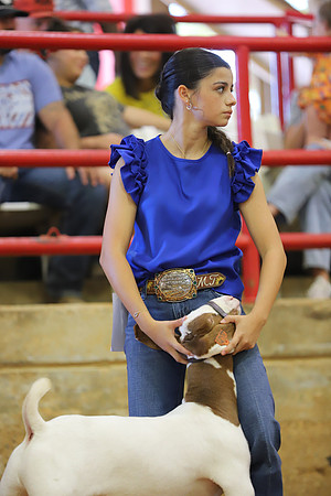 East Texas State Fair - Goat Show-119