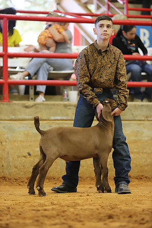 East Texas State Fair - Goat Show-114