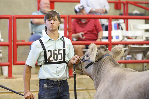East Texas State Fair - Steer Show-041