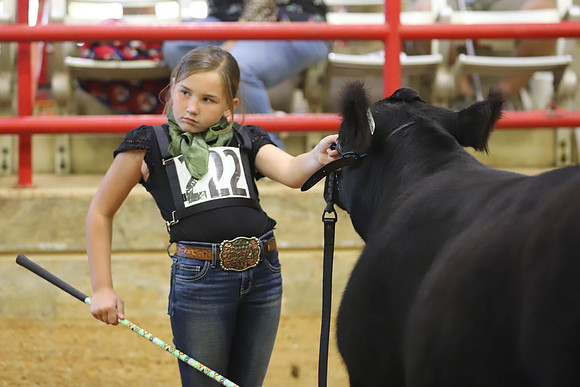 East Texas State Fair - Steer Show-016