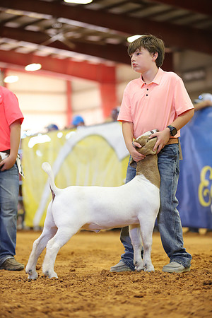 East Texas State Fair - Goat Show-059
