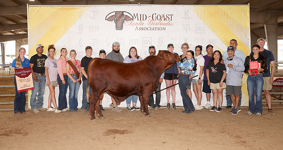 Grand Champ Bull