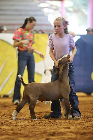 East Texas State Fair - Goat Show-153