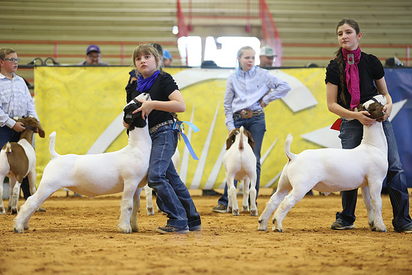 East Texas State Fair - Goat Show-016