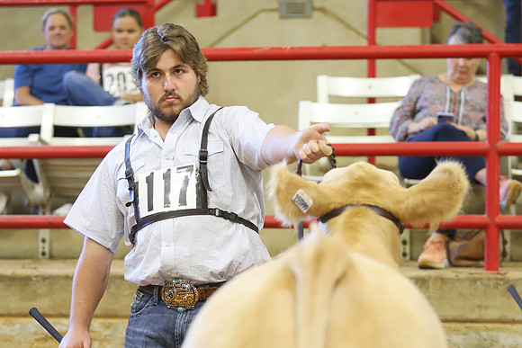 East Texas State Fair - Steer Show-031