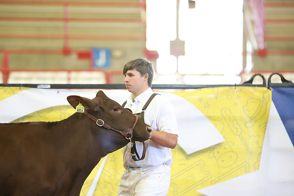 East Texas State Fair - Dairy Show-246