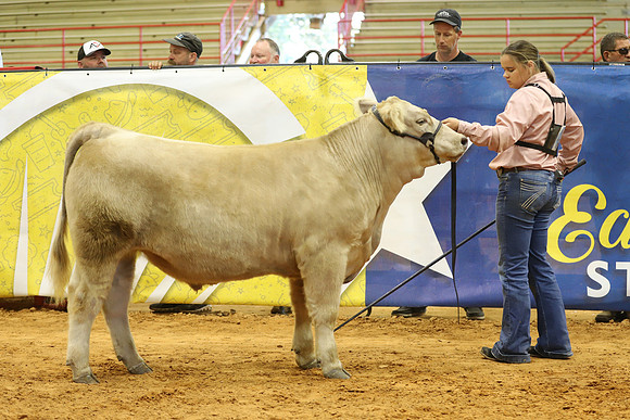 East Texas State Fair - Steer Show-055