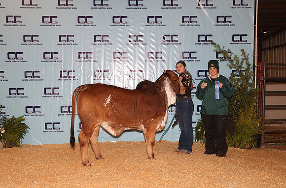 Cattle Backdrop 2
