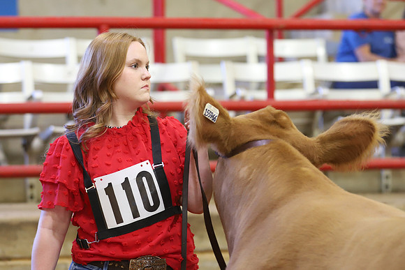 East Texas State Fair - Steer Show-033