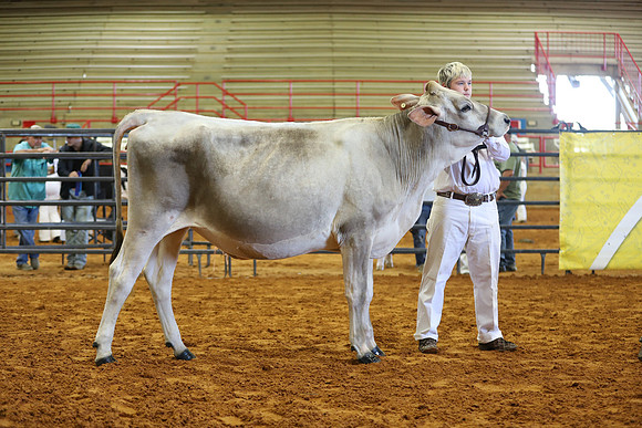 East Texas State Fair - Dairy Show-357