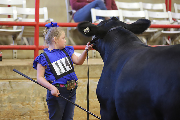 East Texas State Fair - Steer Show-020