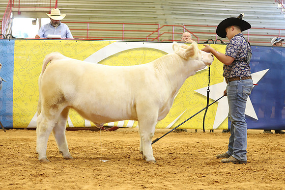 East Texas State Fair - Steer Show-038