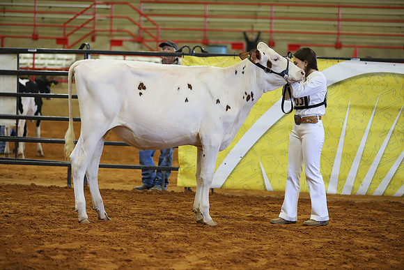 East Texas State Fair - Dairy Show-330
