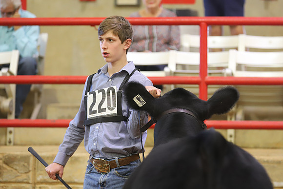East Texas State Fair - Steer Show-017