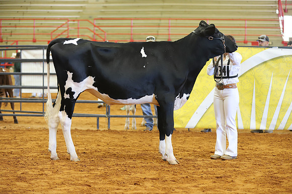 East Texas State Fair - Dairy Show-322