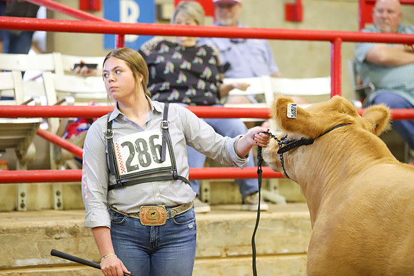 East Texas State Fair - Steer Show-029