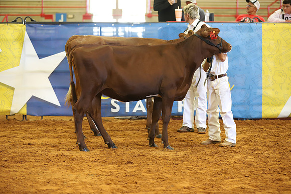 East Texas State Fair - Dairy Show-248
