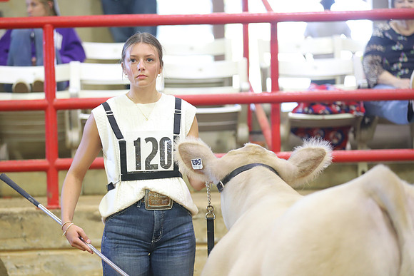 East Texas State Fair - Steer Show-046