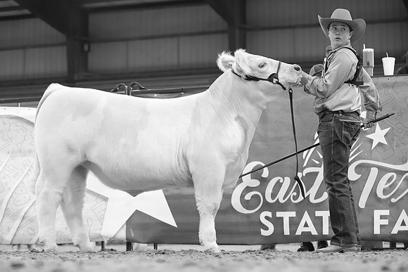 East Texas State Fair - Steer Show-050