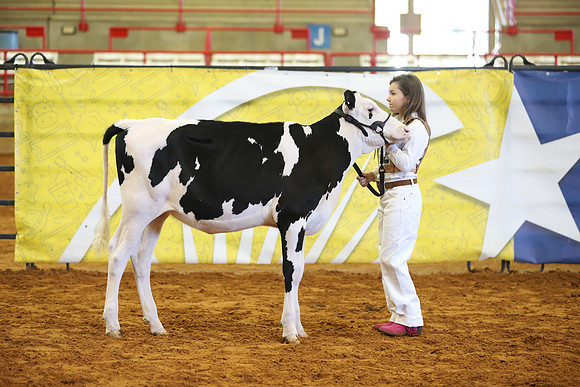 East Texas State Fair - Dairy Show-343