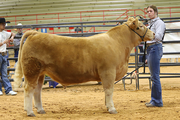 East Texas State Fair - Steer Show-024