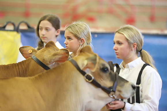 East Texas State Fair - Dairy Show-124