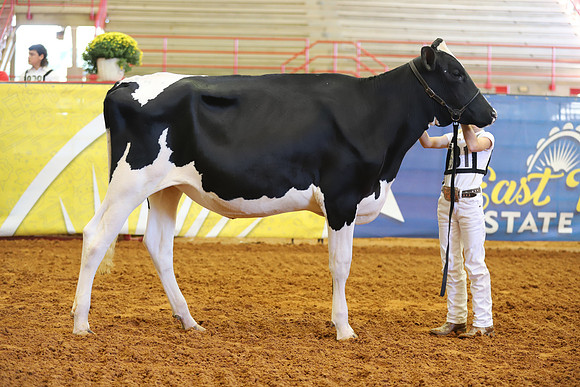 East Texas State Fair - Dairy Show-303