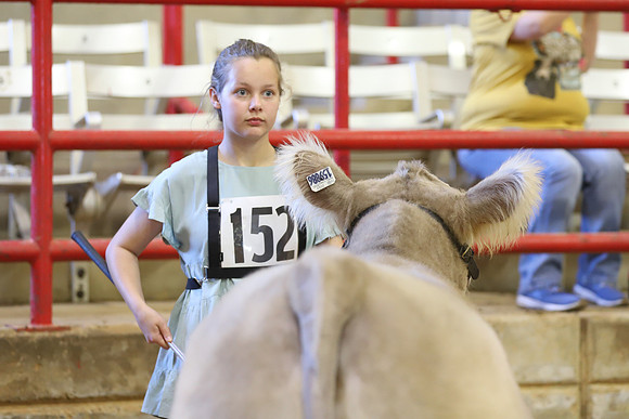 East Texas State Fair - Steer Show-040
