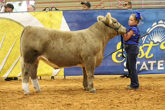 East Texas State Fair - Steer Show-052