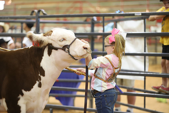 East Texas State Fair - Steer Show-010
